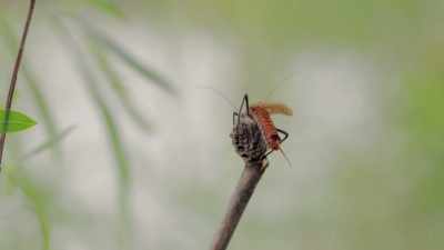 The salmonflies
have just a few days - Epic Yellowstone