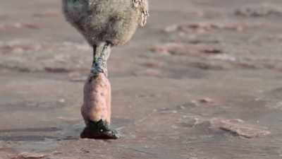 The salt has solidified around their legs. - Our Planet