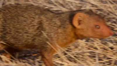 The scampering mongooses
stir up bugs in the undergrowth, - Our Great National Parks