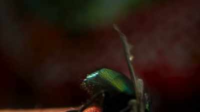 The scent lures the fly
deep into the flower - The Green Planet