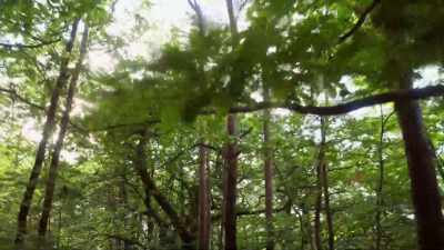The scouts make a
beeline for it every time. - Cosmos: Possible Worlds