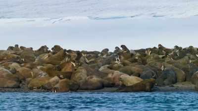 The sea ice is retreating - Blue Planet II