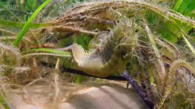 The seagrass provides them - Wild Isles