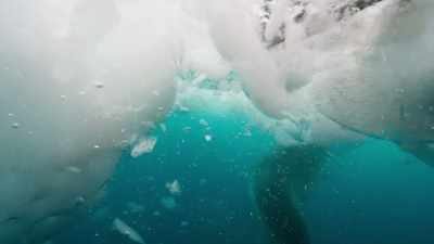 The seal seems to be toying
with this penguin. - Seven Worlds, One Planet