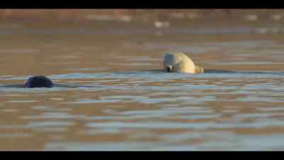 The seal is showing his attacker
that he's blown it. - Our Oceans