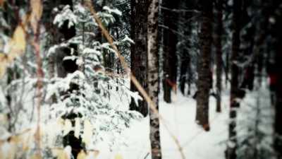 The search party used this
to their advantage. - The Disappearance of Maura Murray