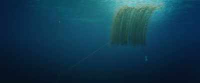 The seaweed can be
regularly harvested - 2040