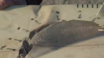 The second shark on
the right hand side - Shark Attack Files
