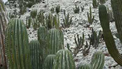 The secret is in the
relationship between the cactus - The Green Planet