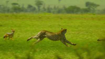 The Serengeti will demand
courage from us all. - Serengeti
