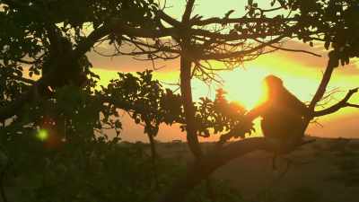The Serengeti will rise once more. - Serengeti