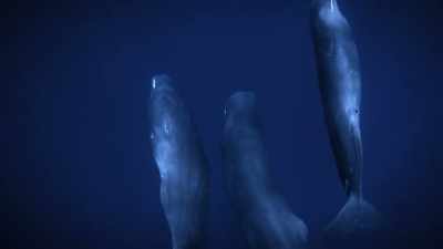 "The series of clicks these nomads use" - Secrets of the Whales
