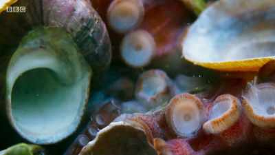 The shark can sense its prey. - Planet Earth: A Celebration