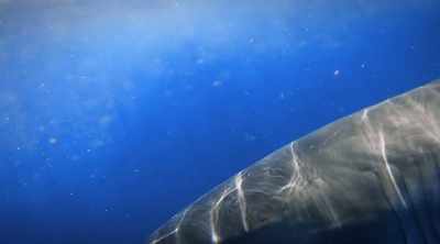The shark circles, - Shark Attack Files