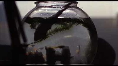 The shark eats the fish.
Nobody eats the shark. - In Search of Tomorrow