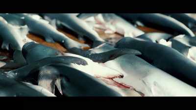 The shark-finning industry
is a multi-billion dollar industry - Seaspiracy