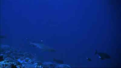 The shark,
lacking this cleverness, - Flipper
