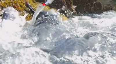 The shark is not
attacking a fish; - Shark Attack Files