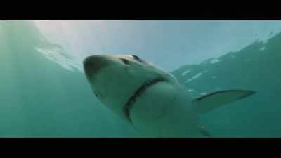 The Shark Safe Barrier
comes from the combination - Envoy: Shark Cull