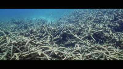The sharks actually perform - Envoy: Shark Cull