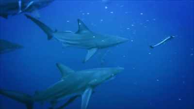 The sharks are able to
capitalize upon that - United States of Animals
