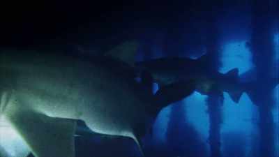 The sharks have come - The UnBelievable with Dan Aykroyd