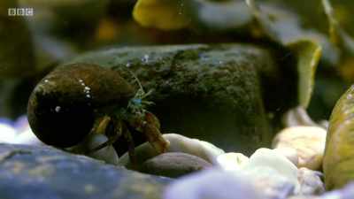 The shell looks heavy. - Wales: Land of the Wild