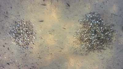 The shells are not just for display. - Our Planet