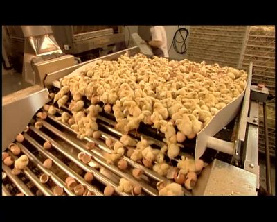 THE SHELLS,
WHICH ARE HIGH IN CALCIUM, - How It's Made