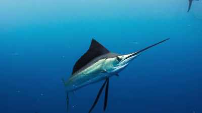 The shoal has now
been largely dispersed, - Blue Planet II