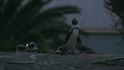 The shortening days - Penguin Town