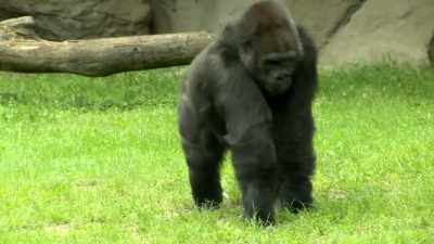  The shorter legs
 the longer arms. - Expedition Bigfoot