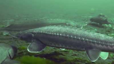 The shovelnose sturgeon - Epic Yellowstone