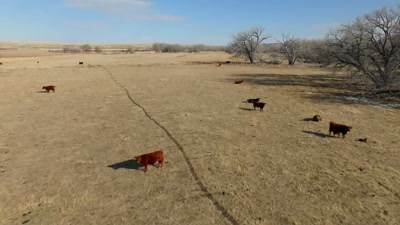 The site of the most
recent cattle mutilation, - Beyond Skinwalker Ranch
