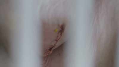 The skin is intact and
hasn't really changed - Secrets of the Zoo