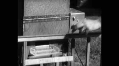 The Skinner Box was meant to - Can't Feel Nothing