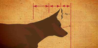 The skull and the foreface
approximately equal. - Koko: A Red Dog Story