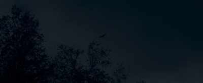 The sky - The Body Tree