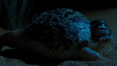 The sleepy frog transforms into a termite terminator. - Tiny World