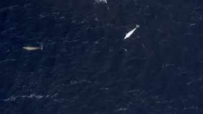 "The slightly larger beluga
with her is not." - Secrets of the Whales