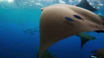 The slower swimming rays arrive at last. - Blue Planet II