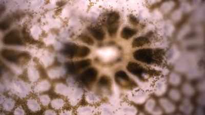 The small plants
that live inside their tissues, - Chasing Coral