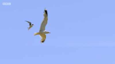 The smaller terns are much more
manoeuvrable than the gulls. - Wales: Land of the Wild