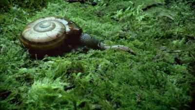 The snail has a tongue
covered in tiny teeth, - Modern Dinosaurs