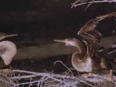 The snakebird
is sometimes called
the water turkey - Prowlers of the Everglades