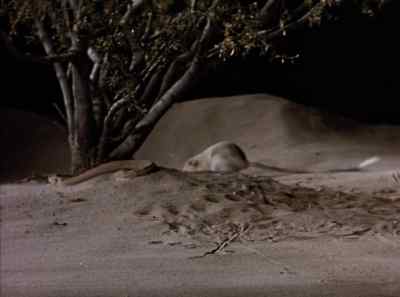 The snake's ambush has failed. - The Living Desert