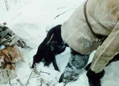 The snow is too deep for them here.
Keep going damn it! - The Call of the Wild