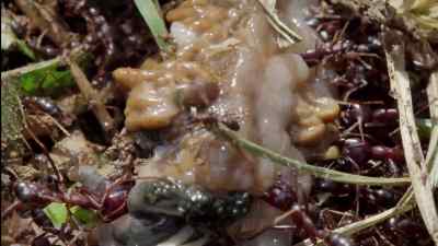 The soldiers' powerful jaws slice
into the slug. - Micro Monsters with David Attenborough