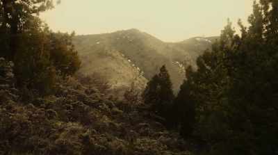 The sound of the pine trees - Zone Drifter