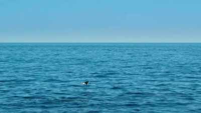 the sound radiates across the ocean. - Super/Natural